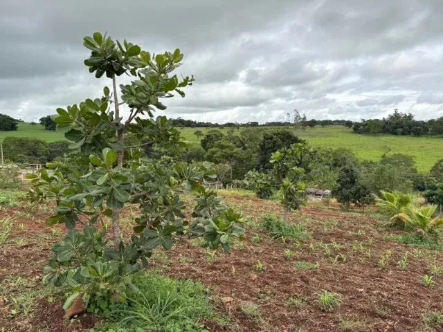 Imagem 7: Chácara 4.800 M² com Casa Pronta - 53 Km de Goiânia Oferta para Vender Rápido