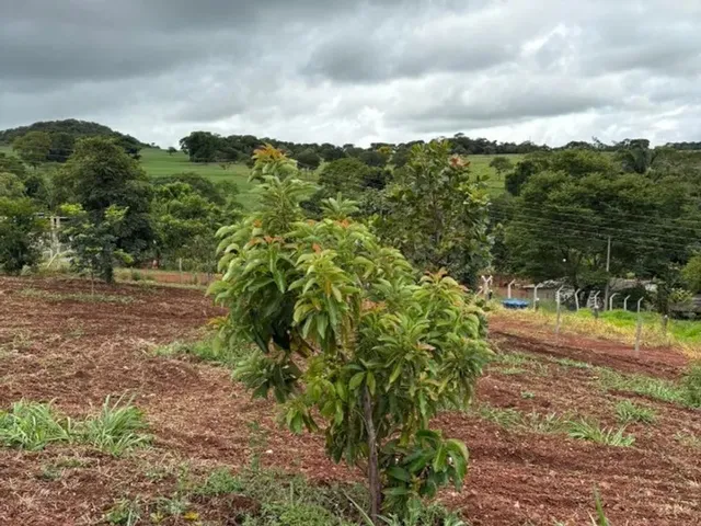 Imagem 16: Chácara 4.800 M² com Casa Pronta - 53 Km de Goiânia Oferta para Vender Rápido