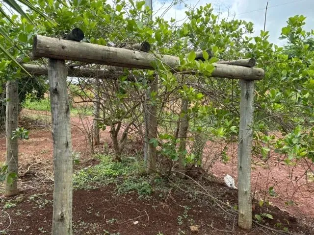 Imagem 11: Chácara 4.800 M² com Casa Pronta - 53 Km de Goiânia Oferta para Vender Rápido