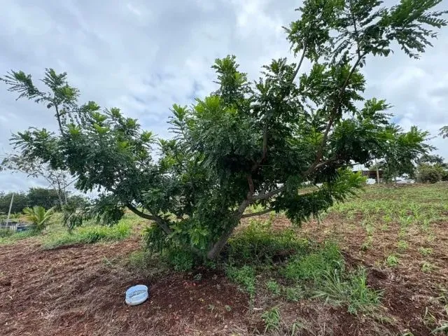 Imagem 3: Chácara 4.800 M² com Casa Pronta - 53 Km de Goiânia Oferta para Vender Rápido