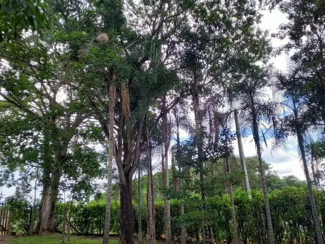 Imagem: Chácara para Venda Tem 5000 Metros Quadrados
