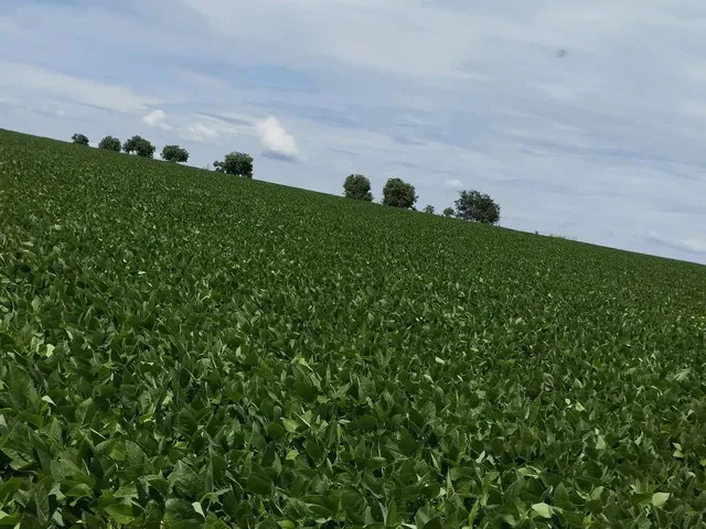 Imagem: Vendo Fazenda em São João da Aliança