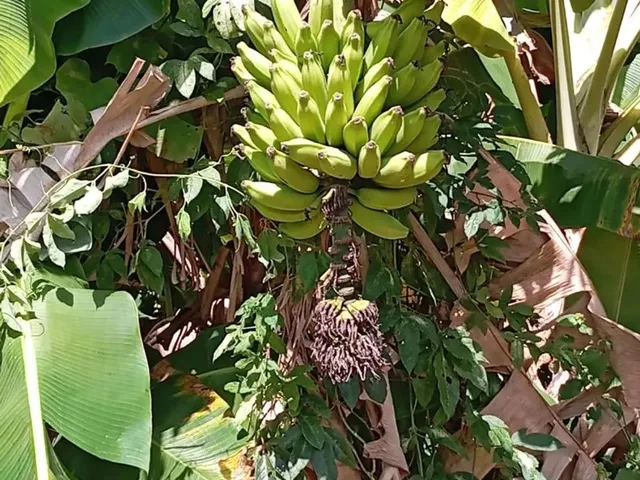 Imagem 5: Fazendinha /Água de Rio,Poço Artesiano/Permuta por Veículo/Imóvel Urbano!!