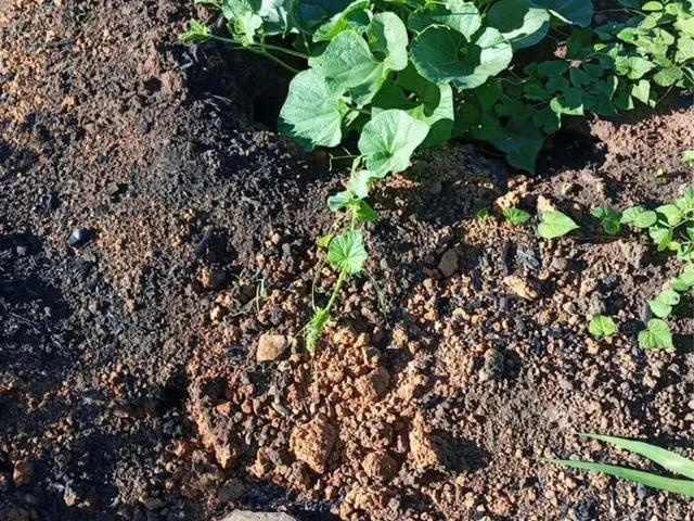 Imagem 13: Fazenda Próximo a Montes Claros