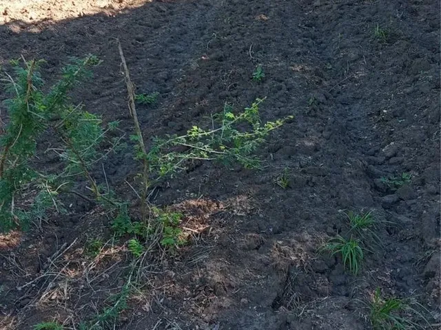 Imagem 14: Fazenda Próximo a Montes Claros