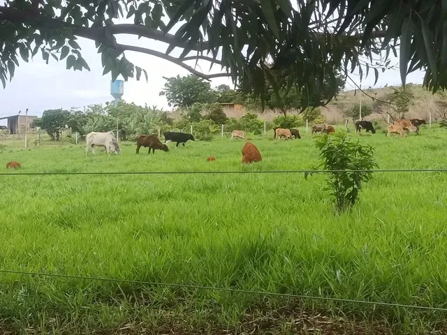 Imagem 1: Vendo Ótimo Sítio Escriturado e Registrado em Nova Petrópolis