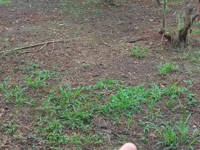 Imagem 16: Vendo Ótimo Sítio Escriturado e Registrado em Nova Petrópolis