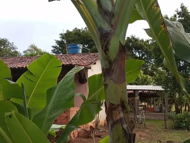 Imagem 5: Vendo Ótimo Sítio Escriturado e Registrado em Nova Petrópolis
