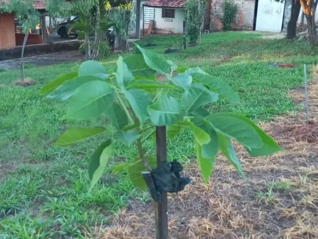 Imagem 9: Vendo Ótimo Sítio Escriturado e Registrado em Nova Petrópolis