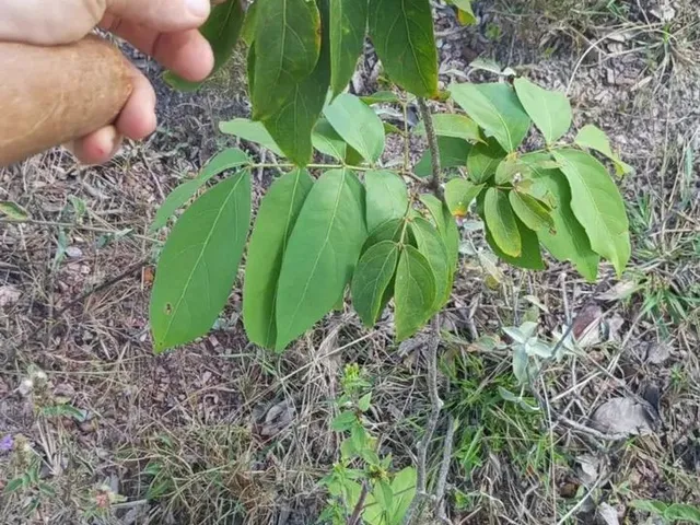 Imagem 2: Vendo Ótimo Sítio Escriturado e Registrado em Nova Petrópolis