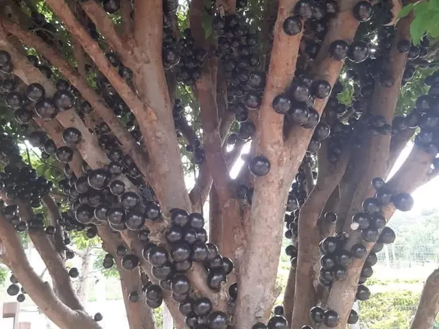 Imagem 10: Vendo Sitio em Andiroba Esmeraldas