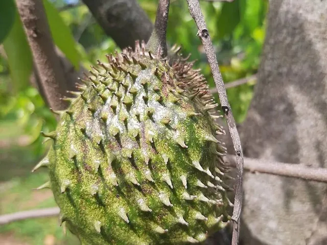 Imagem 12: Vendo Sitio em Andiroba Esmeraldas