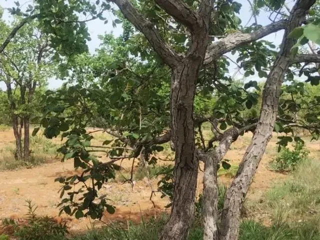 Imagem: Vendo Chácara em Felixlândia