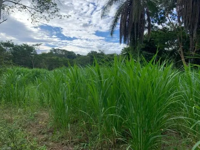 Imagem 12: Sitio 80.000M², com Casa, Rio nos Fundos, Poço Artesiano, Barracão de Caseiro, Baldim