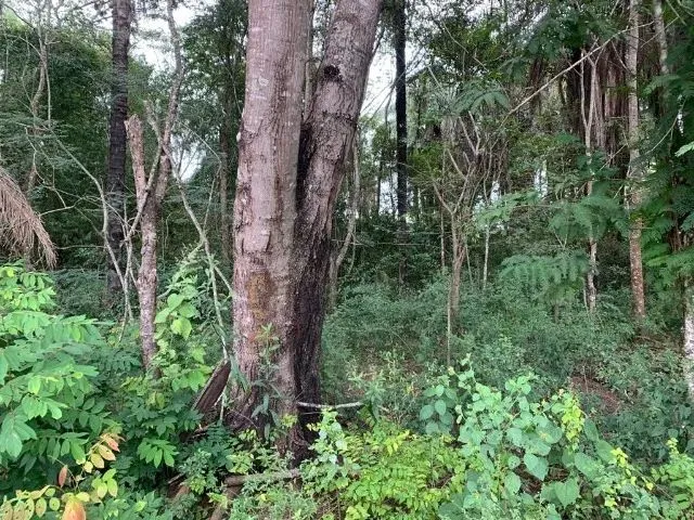 Imagem 16: Sitio 80.000M², com Casa, Rio nos Fundos, Poço Artesiano, Barracão de Caseiro, Baldim