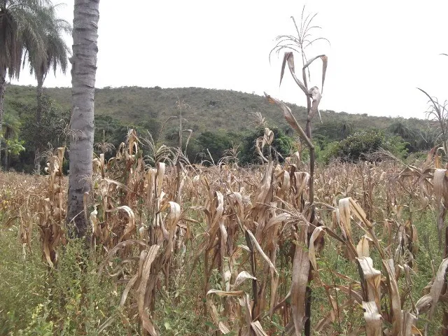 Imagem 5: Chácaras 1.000M² as Margens do Rio Cipó, com Água e Luz (Temos Varias Opções)