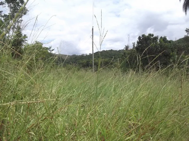 Imagem 6: Chácaras 1.000M² as Margens do Rio Cipó, com Água e Luz (Temos Varias Opções)