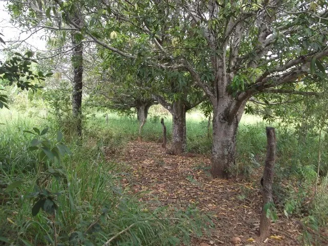 Imagem 10: Chácaras 1.000M² as Margens do Rio Cipó, com Água e Luz (Temos Varias Opções)