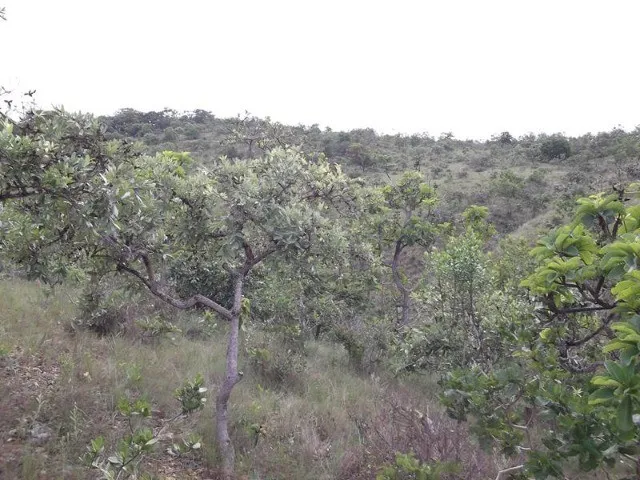 Imagem 1: Chácaras de 20.000M² com Nascente, Jaboticatubas(Temos Varias Opções)