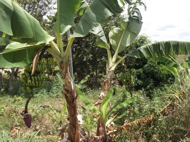 Imagem 2: Sitio Rural Numa Área 4.700M², com Piscina, Próxima a Mg-10, Serra do Cipó