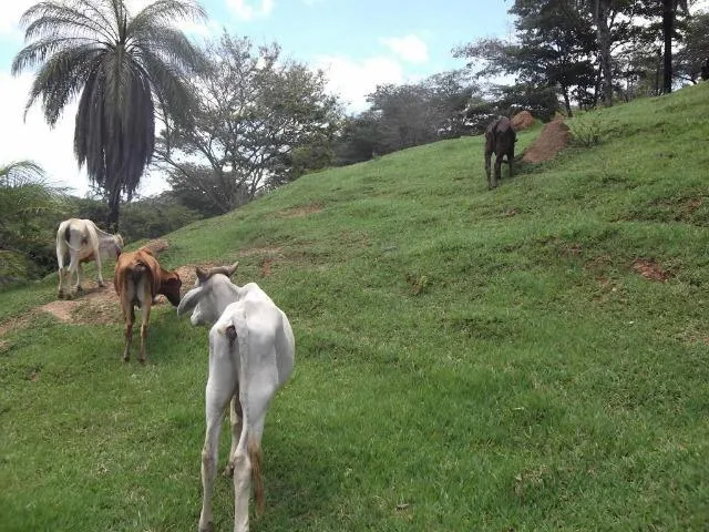 Imagem: Lindo Terreno Rural de 41 Hectares na Mg10