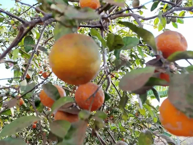 Imagem 10: Vendo Chácara 7, 5Mil M² Bonfinópolis