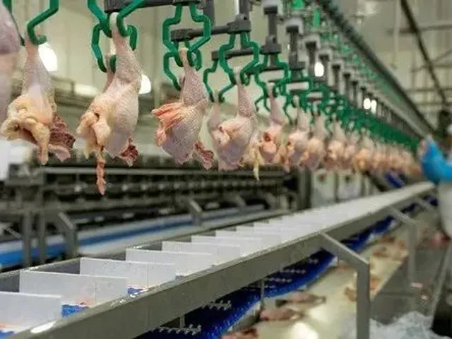 Imagem 2: Frigorífico de Grande/Frangos Porte - Interior de Pernambucoi