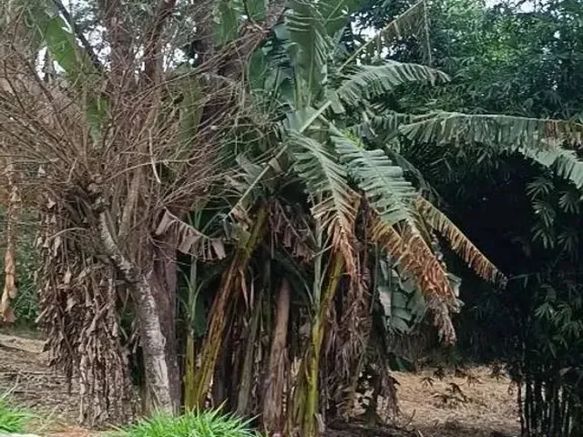 Imagem 1: Chácara em Aparecida de Goiânia
