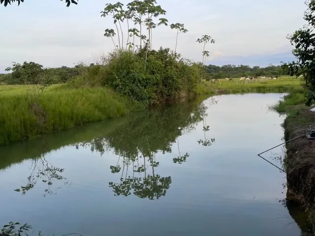 Imagem 3: Chácara À Venda em Rorainópolis