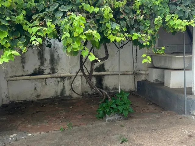 Imagem 8: Vendo Casa/ Ótima Localização/ Terreno Grande