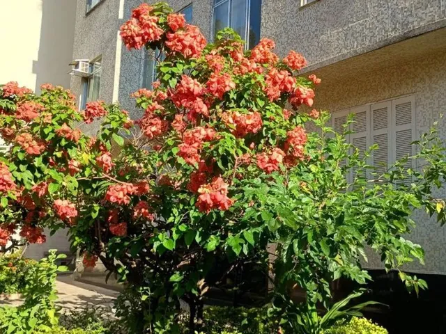 Imagem: Apartamento na Glória (Já Possui Corretor