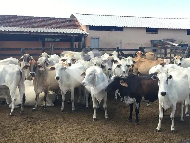 Imagem: Vendo Fazenda Araruama 52 Alqueires com
