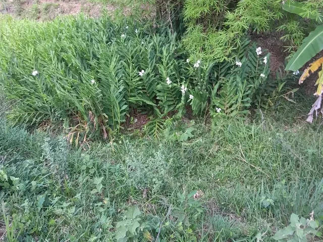 Imagem 15: Vendo Área Rural em Excelente Localização