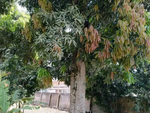 Imagem 4: Vendo Chácara no Centro de Conceição do Jacuipe