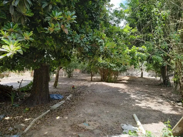 Imagem 7: Vendo Chácara no Centro de Conceição do Jacuipe