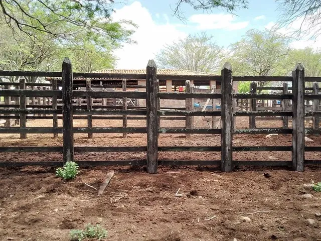 Imagem 10: Fazenda de 429 T, com Duas Casas, Curral e Açude 50% Capim ; Distrito de Jaguara/Feira
