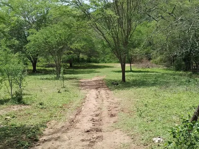 Imagem 11: Fazenda de 429 T, com Duas Casas, Curral e Açude 50% Capim ; Distrito de Jaguara/Feira