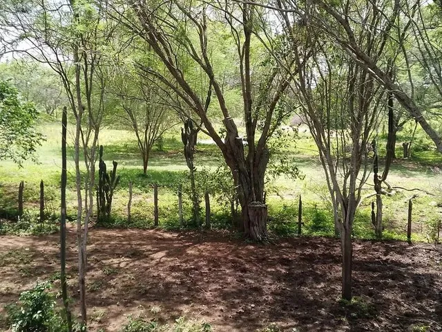 Imagem 12: Fazenda de 429 T, com Duas Casas, Curral e Açude 50% Capim ; Distrito de Jaguara/Feira