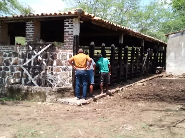 Imagem 15: Fazenda de 429 T, com Duas Casas, Curral e Açude 50% Capim ; Distrito de Jaguara/Feira
