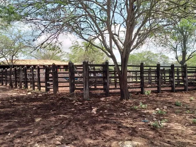 Imagem 16: Fazenda de 429 T, com Duas Casas, Curral e Açude 50% Capim ; Distrito de Jaguara/Feira