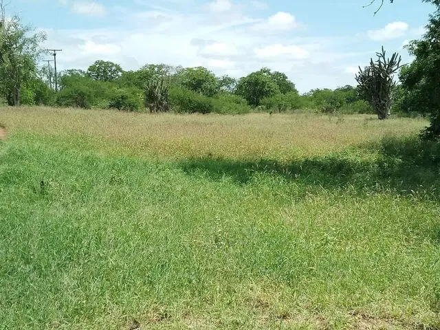 Imagem 2: Fazenda de 429 T, com Duas Casas, Curral e Açude 50% Capim ; Distrito de Jaguara/Feira