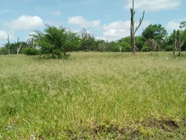 Imagem 5: Fazenda de 429 T, com Duas Casas, Curral e Açude 50% Capim ; Distrito de Jaguara/Feira