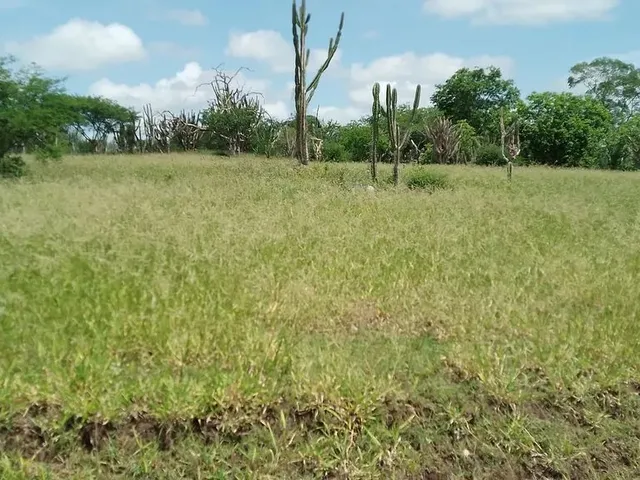 Imagem 6: Fazenda de 429 T, com Duas Casas, Curral e Açude 50% Capim ; Distrito de Jaguara/Feira