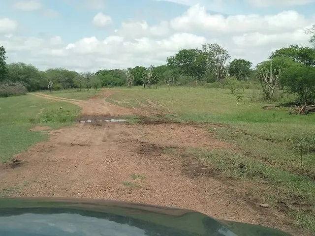 Imagem 8: Fazenda de 429 T, com Duas Casas, Curral e Açude 50% Capim ; Distrito de Jaguara/Feira