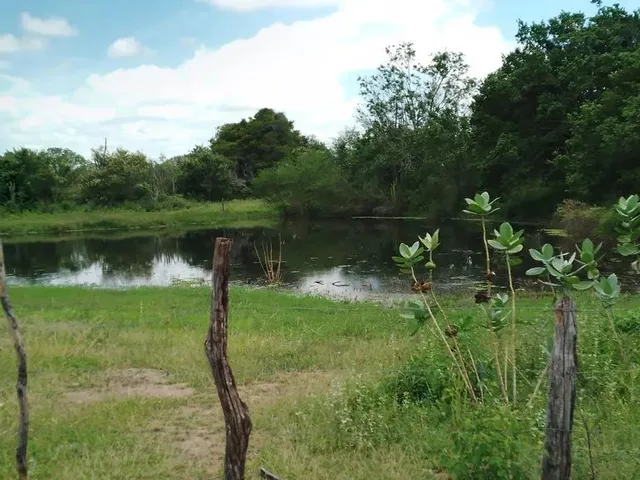 Imagem 9: Fazenda de 429 T, com Duas Casas, Curral e Açude 50% Capim ; Distrito de Jaguara/Feira