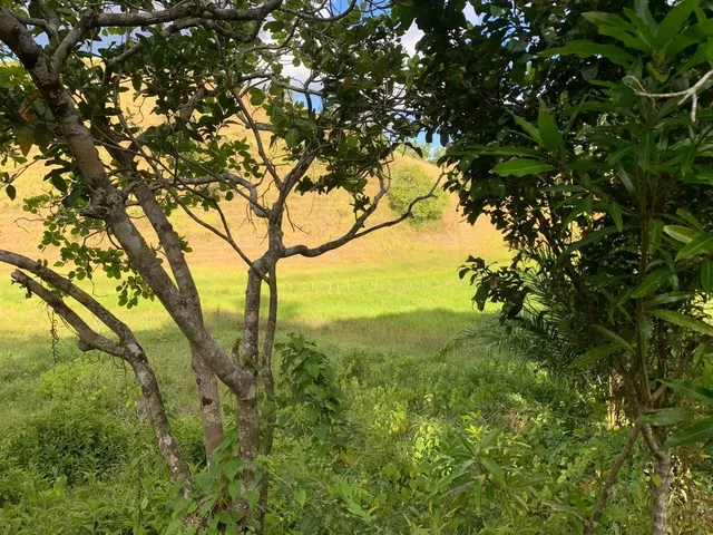 Imagem 4: Sítio de 1,2 Tarefa a Venda em Maragogipe Ba