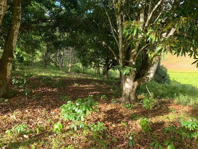 Imagem 5: Sítio de 1,2 Tarefa a Venda em Maragogipe Ba