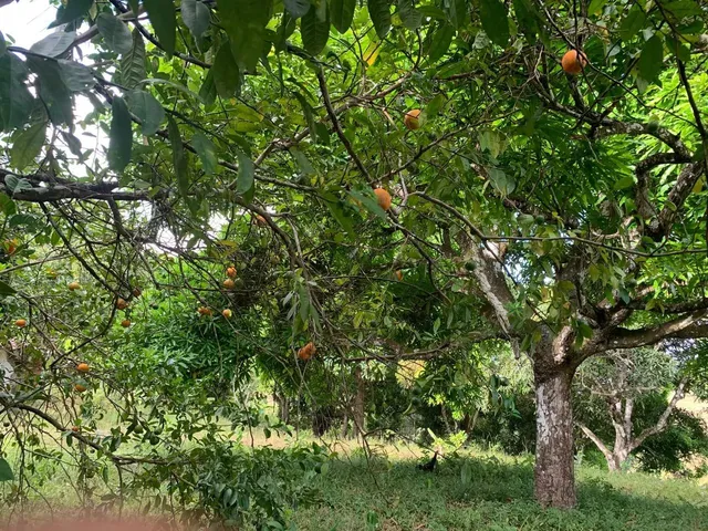 Imagem 6: Sítio de 1,2 Tarefa a Venda em Maragogipe Ba