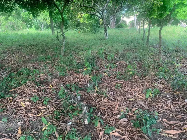 Imagem 7: Sítio de 1,2 Tarefa a Venda em Maragogipe Ba