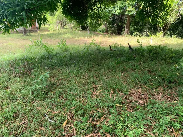 Imagem 8: Sítio de 1,2 Tarefa a Venda em Maragogipe Ba